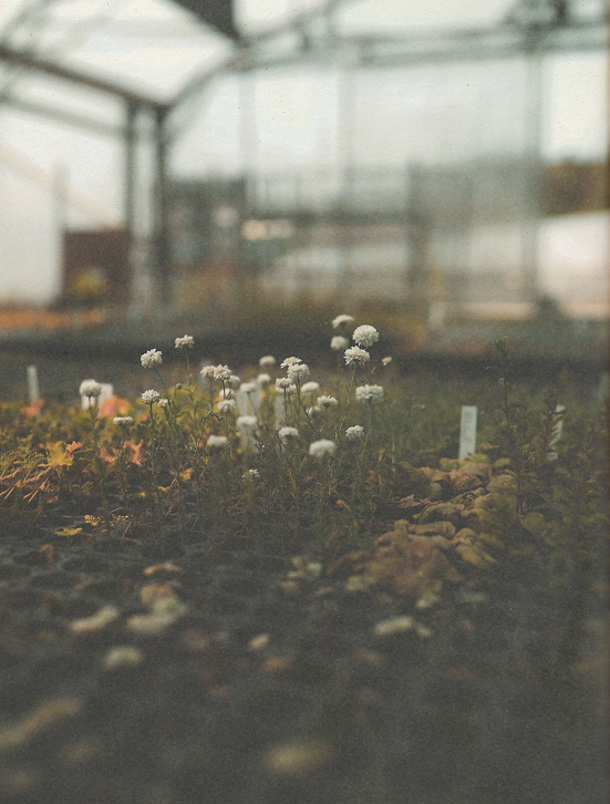 Magazine ilot, plantes médiévales