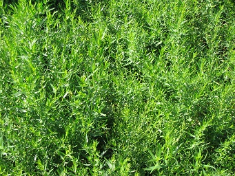Estragon vivace lot de 3 pieds Artemisia dracunculus 