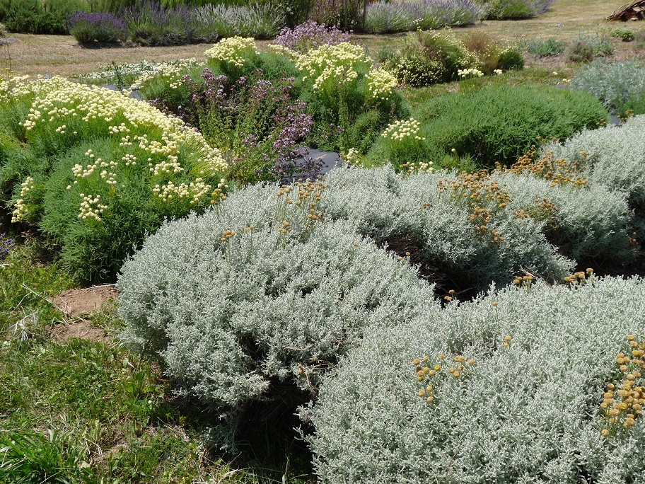 Jardin de plantes aromatiques.jpg