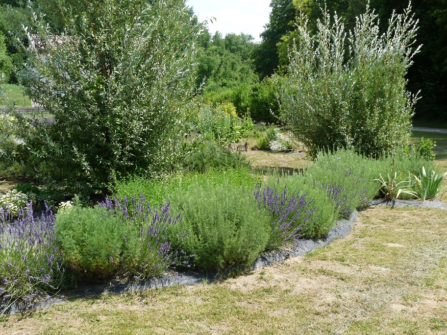 Jardin aromatique.JPG