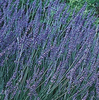 Lavande officinale