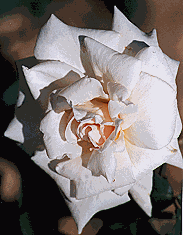 Image84.gif