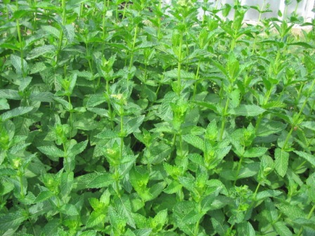 Mentha citrata (menthe citronnée)