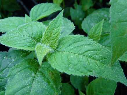 Monarde rouge