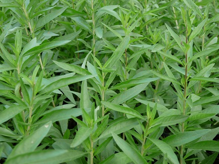 Verveine d'Argentine