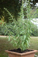 Verveine dArgentine2248.jpg