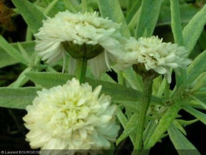 camomille romaine à fleurs doubles