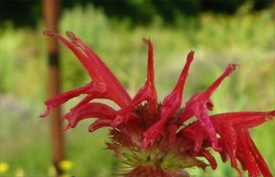 Monarde rouge