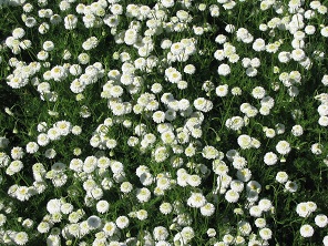 Camomille romaine à fleurs doubles