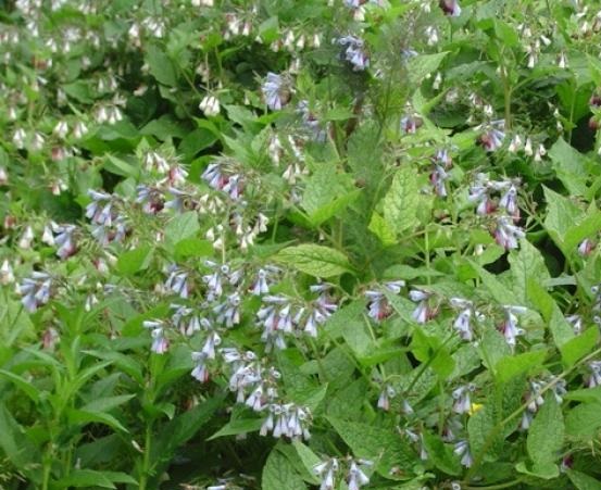 consoude fleurs bleues