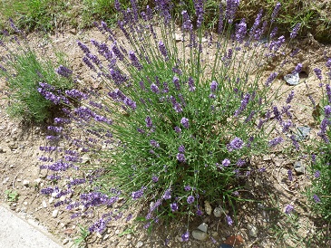 lavande officinale