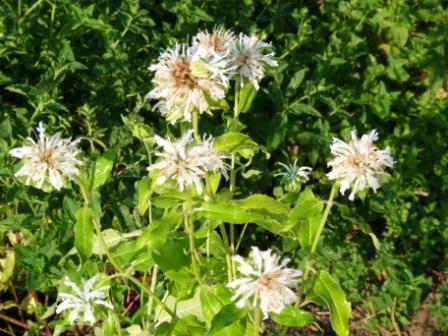 monarde blanche