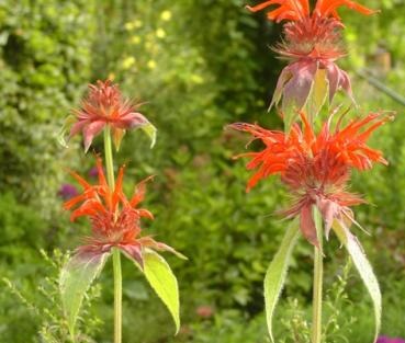 monarde Cambridge Scarlet