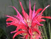 monarde didyma