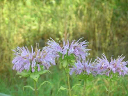 monarde fistuleuse