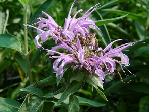 monarde menthe