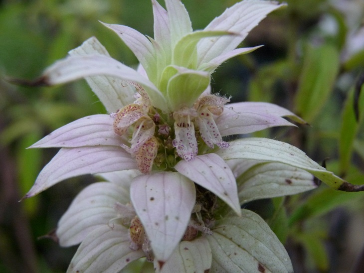 Monarde punctée