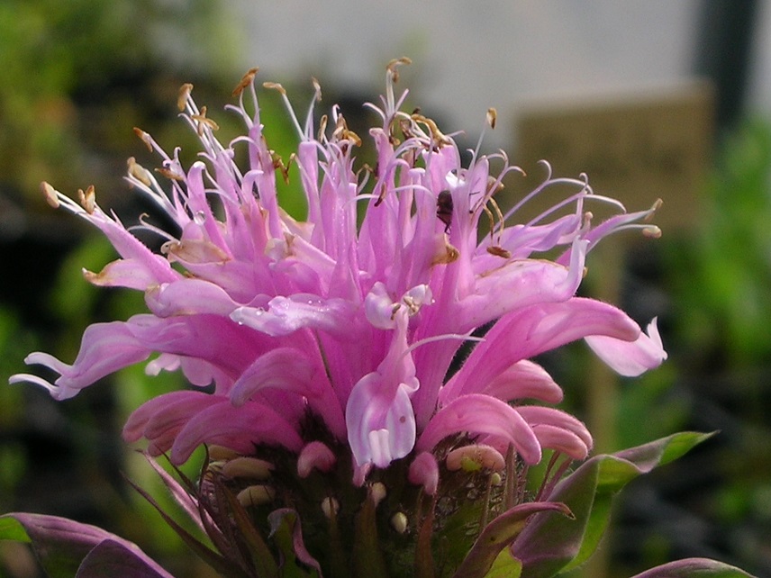 monarde rose