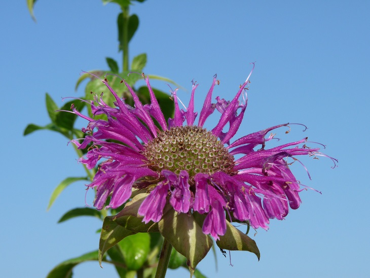 Monarde Scorpion