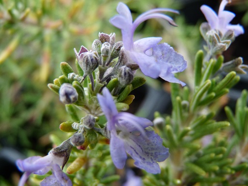 romarin Sissinghurst Blue