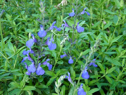 Salvia coahuilensis