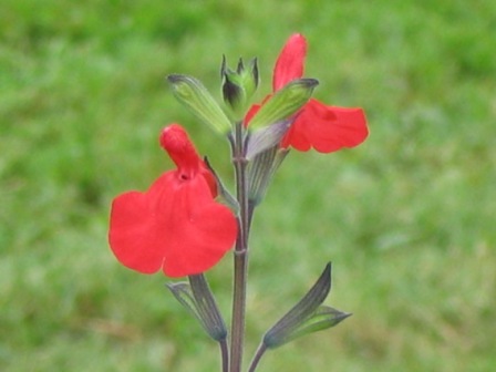 salvia microphylla 'Huntington'