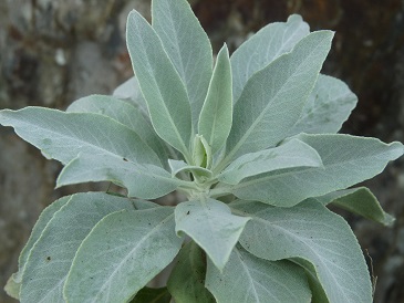 sauge blanche, salvia apiana