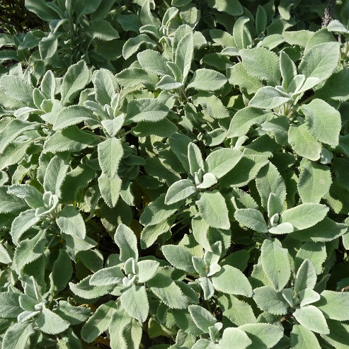 Sauge à fleur blanche condimentaire - Salvia officinalis 'Albiflora