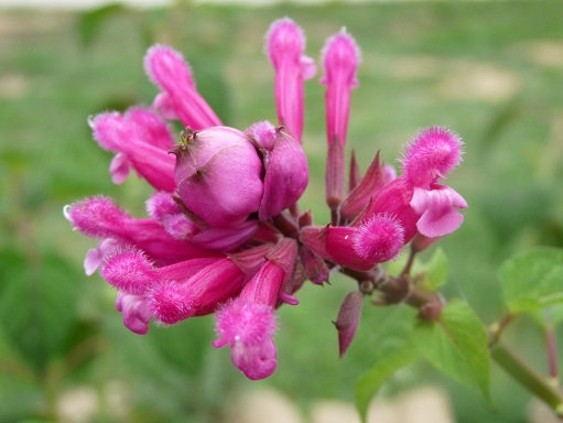 sauge involucrata