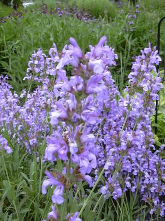 Sauge à fleur blanche condimentaire - Salvia officinalis 'Albiflora