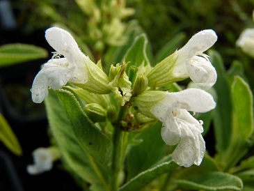 sauge officinale blanche