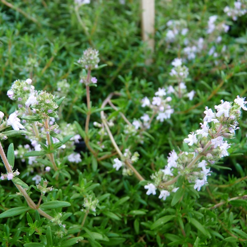 thym à longues feuilles