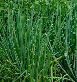 ciboule