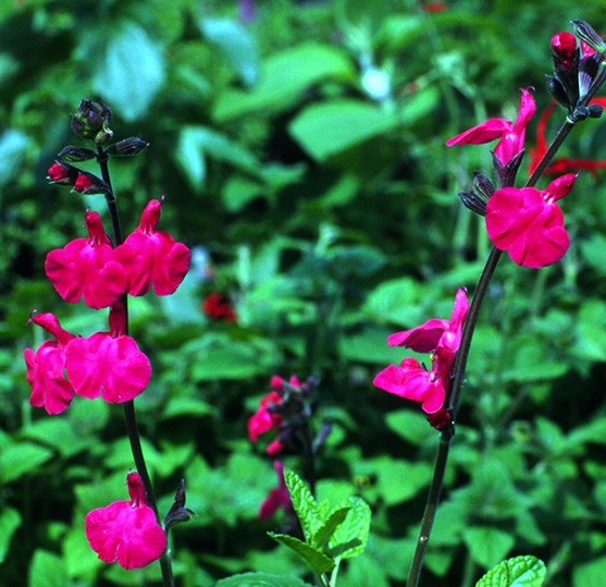 Sauge microphylla 'Pink Blush'