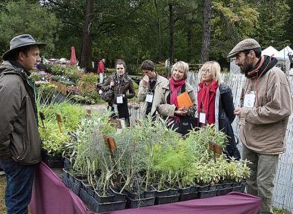 VIDEO : La verveine d'Argentine, une plante aromatique insolite