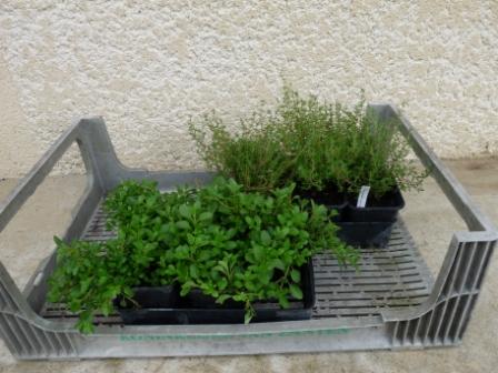 emballage plantes