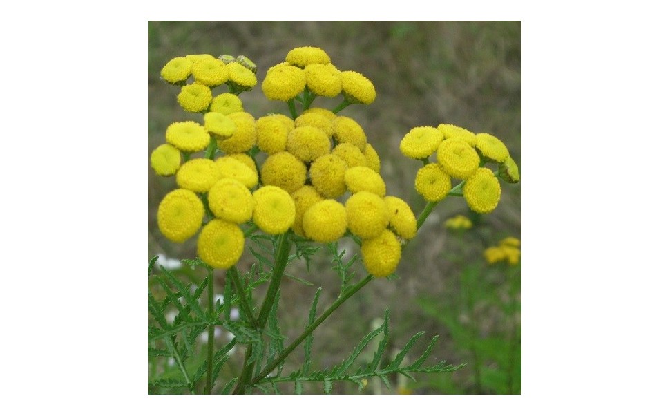 La plantation des plantes aromatiques