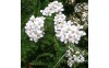 Guide des plantes médicinales : 20 plantes médicinales et leurs vertus